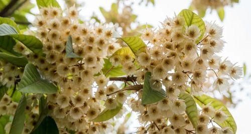 杜英花的花语及其象征意义（探索杜英花的美丽花语，展示其独特的象征意义）