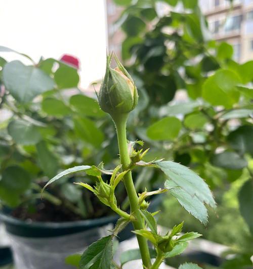 月季芽点为什么发黑？——揭秘月季芽点发黑的原因（探究月季芽点变黑的成因，以及如何防范和处理）