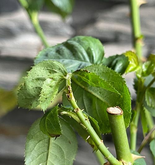 月季芽点为什么发黑？——揭秘月季芽点发黑的原因（探究月季芽点变黑的成因，以及如何防范和处理）