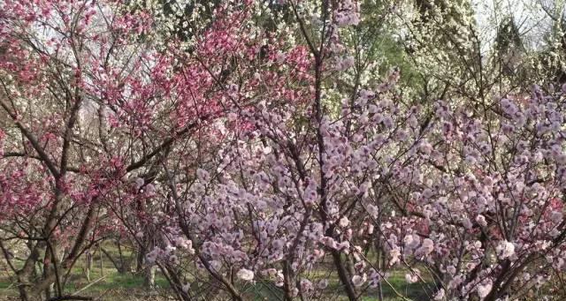 夏天如何护理梅花（梅花夏天怕热吗？适应夏季的护理指南）