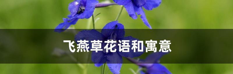 飞燕草的花语及其寓意（传递希望与追求自由的飞燕草）