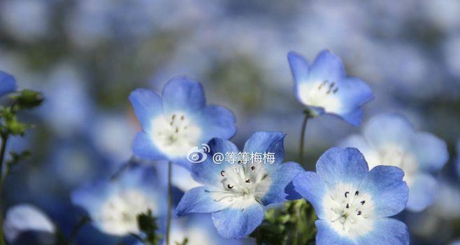 粉蝶花的文化背景与花语（探索粉蝶花的历史传承和深远影响，解读其神秘花语）