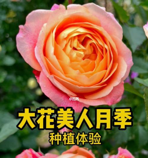 月季花的栽培管理技术（培育美丽的月季花园，从这些技巧开始！）