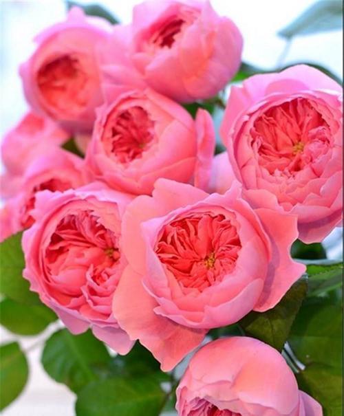 粉色玫瑰的象征意义及文化背景（探讨玫瑰花色的象征意义及其在社会文化中的重要性）