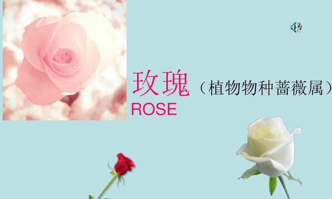粉红玫瑰花语（探索粉红玫瑰背后的深意与情感）