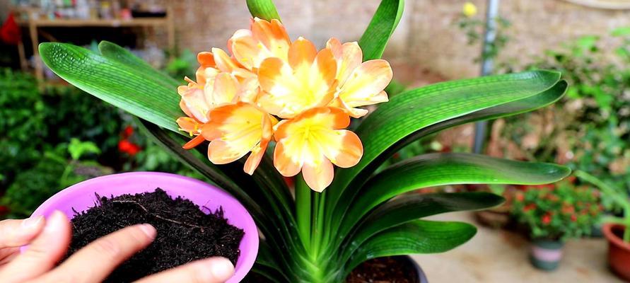 打造健康君子兰（探究适合君子兰生长的土壤配方，提升养殖效果）