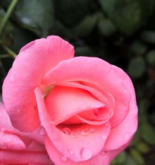 粉红色玫瑰的美丽与象征（探寻粉红色玫瑰的含义及其在不同文化中的象征意义）