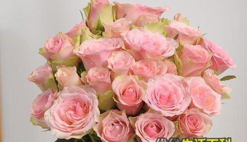 粉红色玫瑰的美丽与象征（探寻粉红色玫瑰的含义及其在不同文化中的象征意义）
