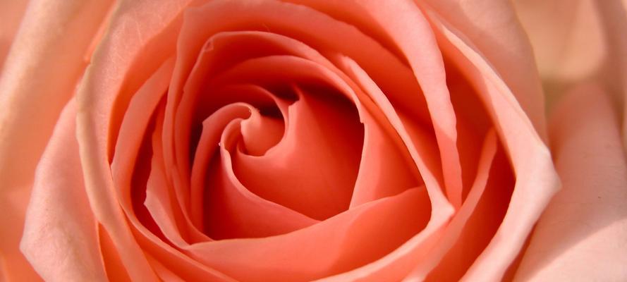 粉色玫瑰花的美丽寓意（探索粉色玫瑰花的象征和情感表达）