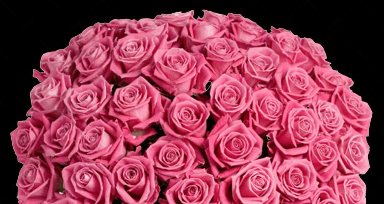 粉色玫瑰花的美丽寓意（探索粉色玫瑰花的象征和情感表达）