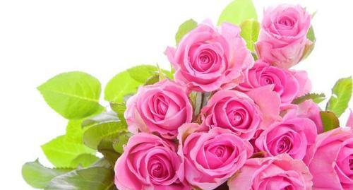 粉红色玫瑰花的花语与寓意（揭示粉红色玫瑰花所代表的爱情、友情和幸福）