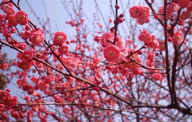 梅花繁殖的方法（如何种植、繁殖梅花）