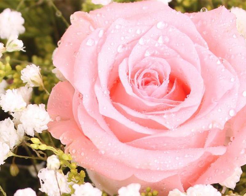 粉色玫瑰花语（用一朵粉色玫瑰传递你的真挚情感）