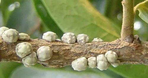 白花韧锦养殖中病虫害防治（如何有效预防和治疗白花韧锦养殖中的病虫害问题）