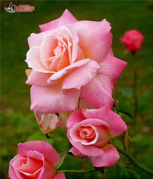粉玫瑰的美丽与意义