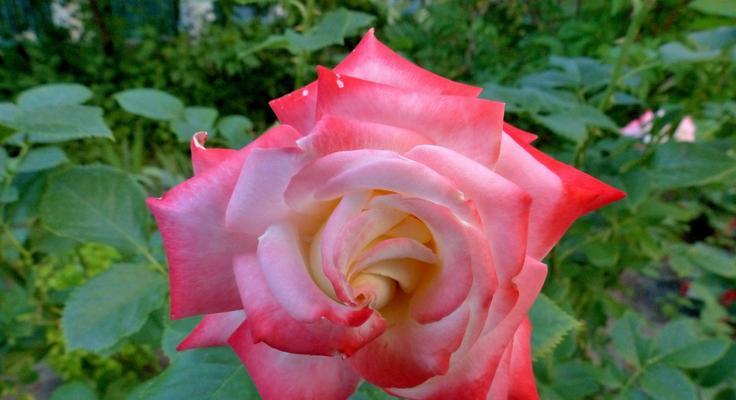 粉玫瑰的美丽与意义