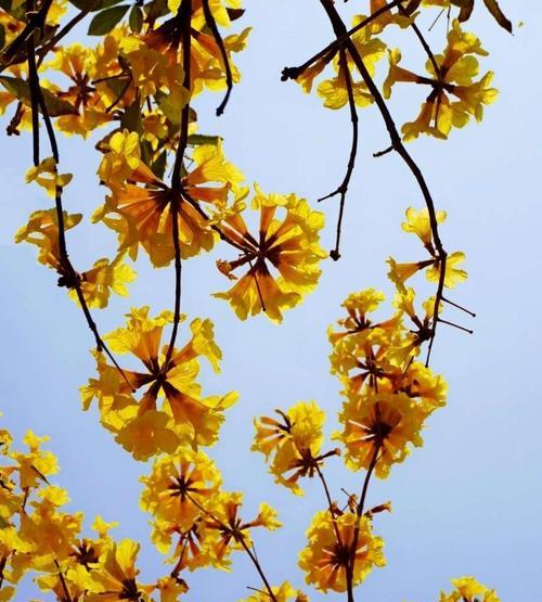 黄花铃木花的秘密（探究黄花铃木花的颜色和含义）