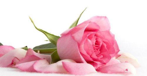 粉玫瑰花花语的深刻意义（传递真挚爱意的象征之花——粉玫瑰）