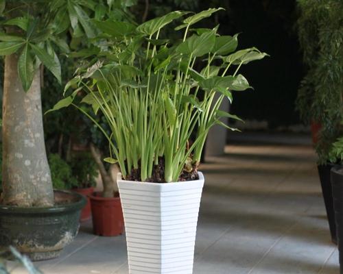 滴水观音水培，轻松成就室内绿植美景（掌握正确方法，让滴水观音轻松生长）