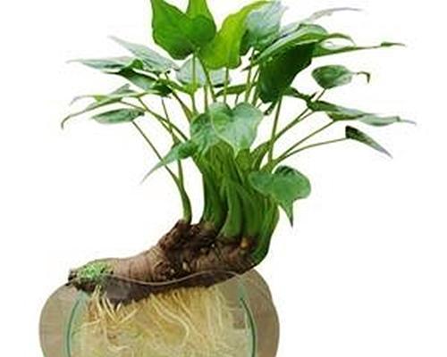 滴水观音水培，轻松成就室内绿植美景（掌握正确方法，让滴水观音轻松生长）