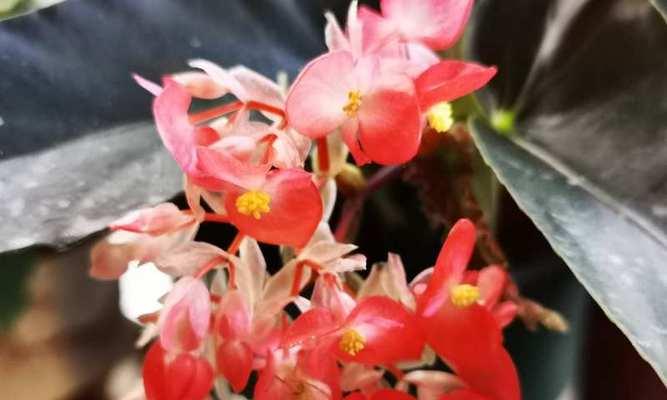 四大名贵海棠品种介绍（细数名贵海棠，探讨不同色彩和花型的奥妙）