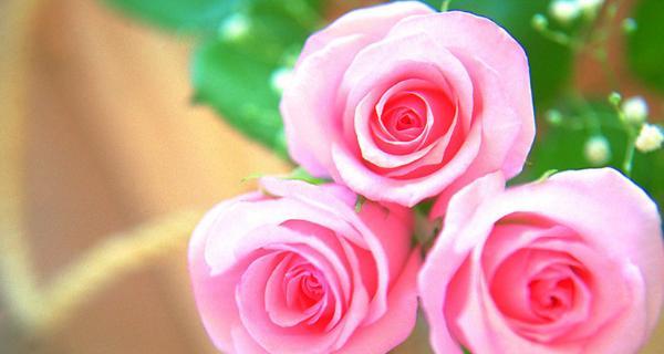 粉色玫瑰的代表意义（探索玫瑰花色的神秘语言）