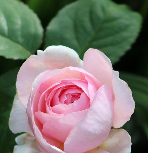 粉色玫瑰花的象征意义（探寻粉色玫瑰花的浪漫与温柔）