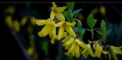迎春花花瓣形状（探秘迎春花独特的花瓣结构）