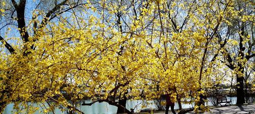 迎春花花瓣形状（探秘迎春花独特的花瓣结构）