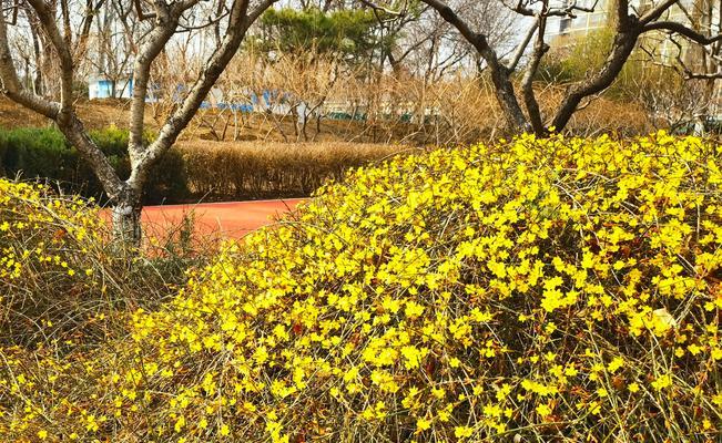 迎春花花瓣形状（探秘迎春花独特的花瓣结构）