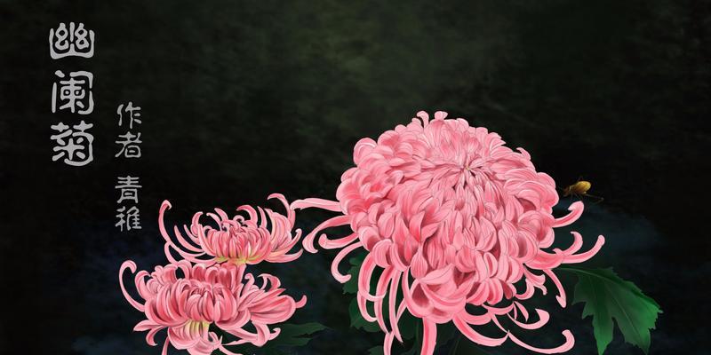 粉色菊花花语的意义与传承（探索粉色菊花的花语之美）