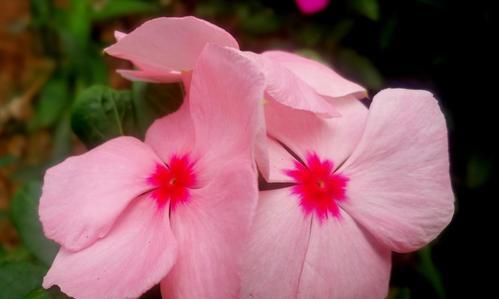 粉色菊花花语的意义与传承（探索粉色菊花的花语之美）