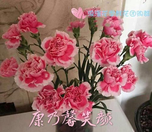 粉色康乃馨的花语（绽放于心间，传递真挚情感的康乃馨）