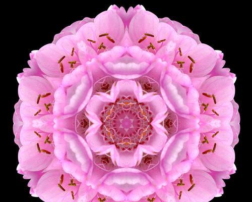 粉色曼陀罗的花语（探索曼陀罗花朵的美丽与神秘）