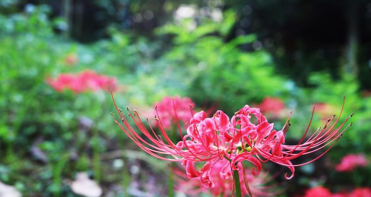 曼珠沙华花语的美丽与意义（探寻曼珠沙华花语的深远内涵）