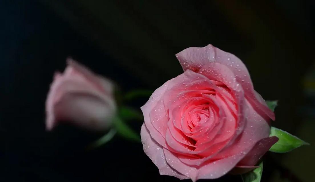 粉色玫瑰的花语与寓意——爱的温柔表达（绽放在心间的柔情，粉色玫瑰无声述说爱意）