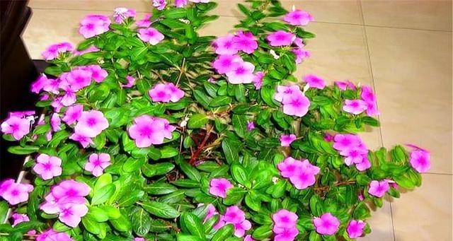 长春花的养殖方法（掌握关键技巧，打造盛开花海）