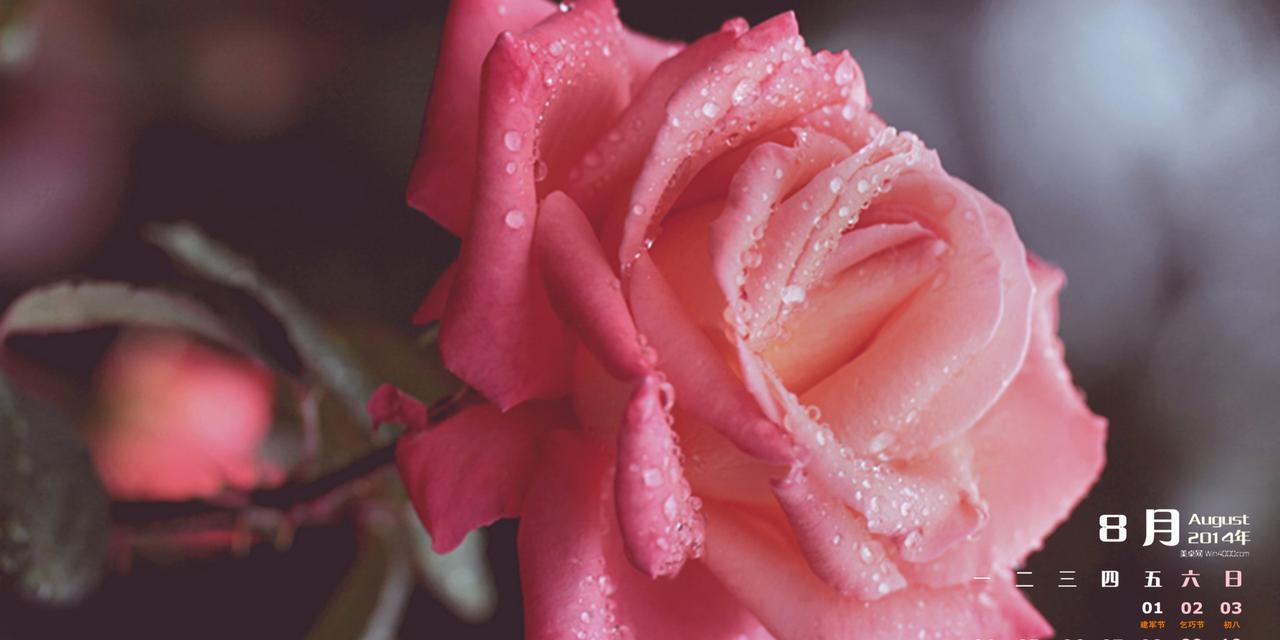 粉色玫瑰的美丽与意义（探索粉色玫瑰的象征与魅力）