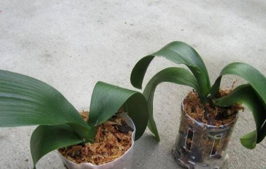 蝴蝶兰换盆详解（让你的蝴蝶兰长得更茂盛）