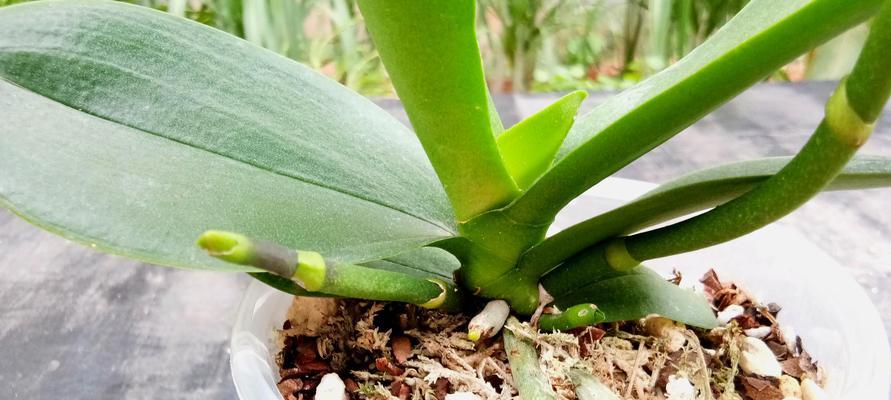 蝴蝶兰换盆详解（让你的蝴蝶兰长得更茂盛）