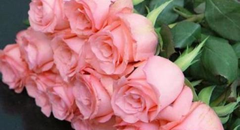 粉色玫瑰花的代表寓意（传递温柔与爱意的粉色玫瑰花）
