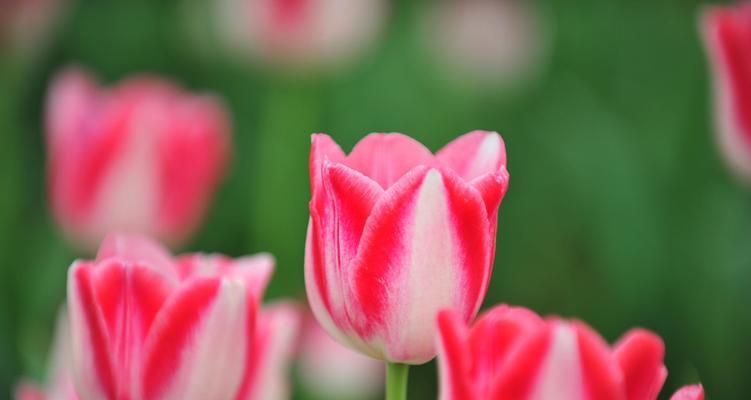 粉色郁金香的花语（探索郁金香的花语，揭示它的意义和象征性）