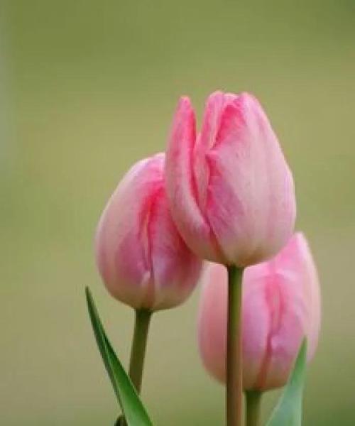 粉色郁金香的花语（探索郁金香的花语，揭示它的意义和象征性）