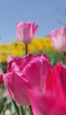 粉色郁金香花语（探索粉色郁金香的花语，了解它们的美丽和意义）