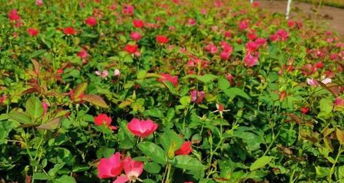 以丰花月季代表意思（揭示月季的丰盛之意）