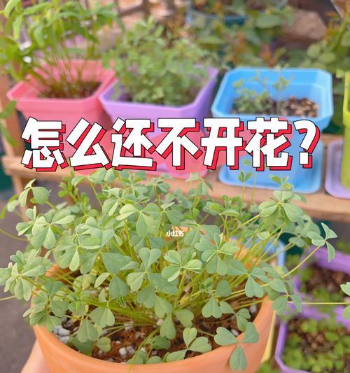 醡浆草盆栽的种植方法（打造优美室内景观，让生活充满绿色）