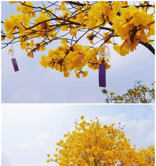风铃的花语与传说（传承千年的音乐与祝福）