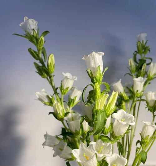 风铃的花语与传说（传承千年的音乐与祝福）