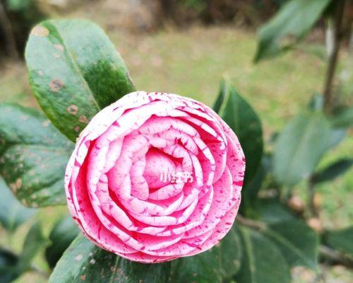 四季茶花品种大全（探寻丰富多彩的茶花品种，了解四季茶花的特点和栽培方法）