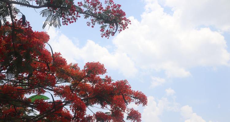 凤凰花的花语与意义（揭示凤凰花背后的寓意与象征）